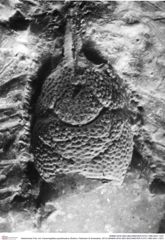 Historisches Foto von Cracensigillatus gracilirostrus (Robins, Feldmann & Schweitzer, 2013) (NHMW-AFW-GEO-BACHMAYER-FOTO-1990-0041-1327)